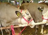 FieraBestiane (62)